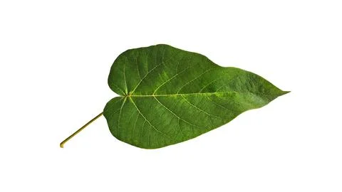 Upper side of a heart shaped leaf of Paulownia isolated on white background Stock Photos
