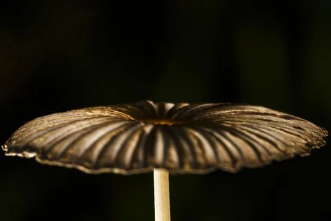 Upper surface of a small mushroom growing in lawn Foto stock
