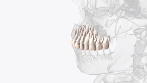 The upper teeth formed along the maxillary jawbone Stock Illustration