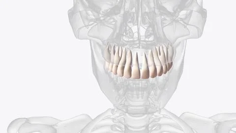 The upper teeth formed along the maxillary jawbone Stock Illustration