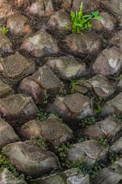 Upper trunk detail of palm tree background texture pattern Stock Photos