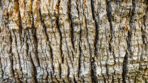 Upper trunk detail of palm tree background texture pattern. Stockfoto's