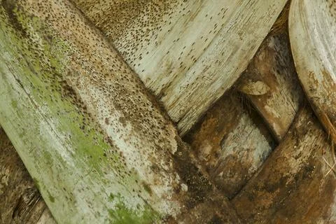 The upper trunk of the palm tree background. Stock Photos