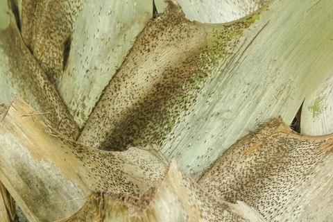 The upper trunk of the palm tree background. Stock Photos