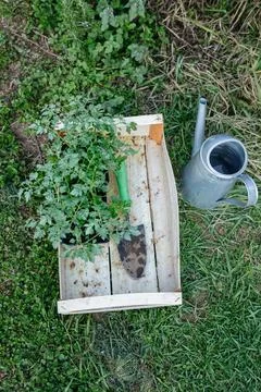 Upper view on box of seedlings and watering can and garden shovel Stock Photos