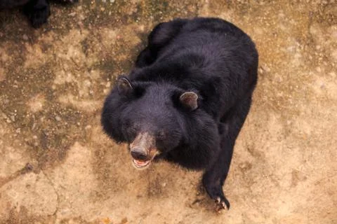 Upper view large black bear head in zoo 写真素材