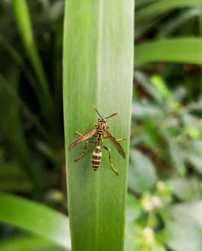 Upper view of a yellow wasp, winged insect, over a green leaf 스톡 사진