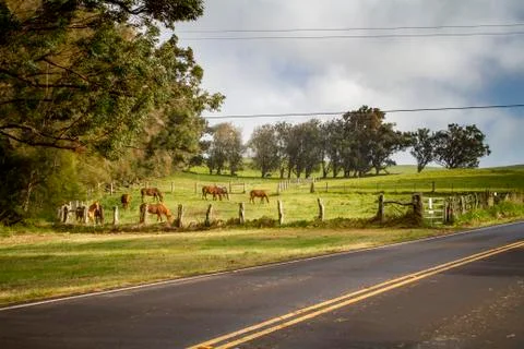 Upper Waiakea Forest Reserve Jona Stock-Fotos