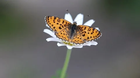 Upper wings of Lesser Spotted Fritillary (Melitaea trivia) butterfly Stock Footage 309024598