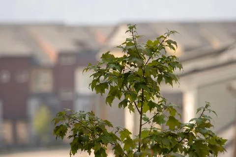 The uppermost leaves of a tree Stock Photos