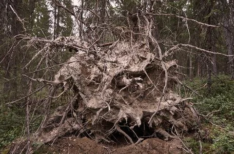 Upprooted spruce tree in the forest. Foto stock