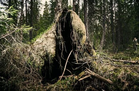 Upprooted spruce tree in the forest. Stock Photos