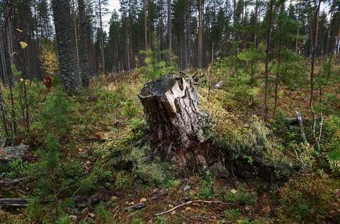 Upprooted spruce tree in the forest. Fotos de archivo