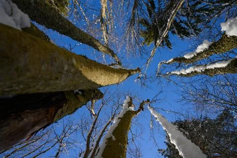 Upright close view of pine trees filled with snow before Christmas with beaut Stock Photos