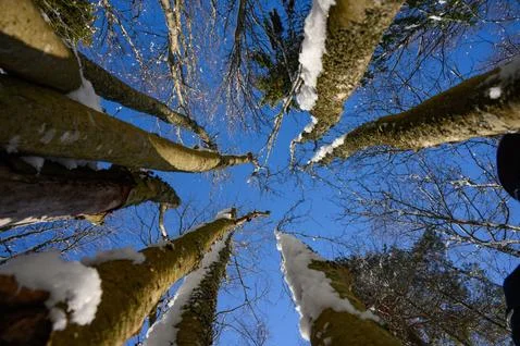 Upright close view of pine trees with branches filled with snow before Christ Stock Photos
