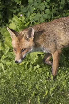 Upright portrait image of a fox Foto stock