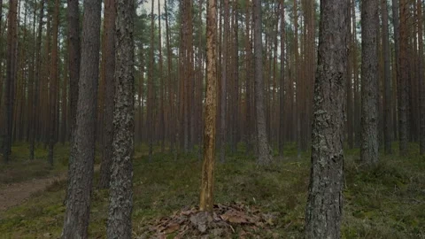 Upright sapling surrounded by stacked stones, mossy ground and standing pines Stock Footage 334012331