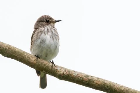 Upright spotted flycatcher Stock Photos