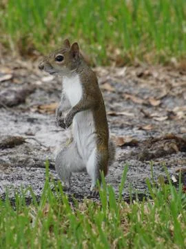 Upright Squirrel Stock Photos