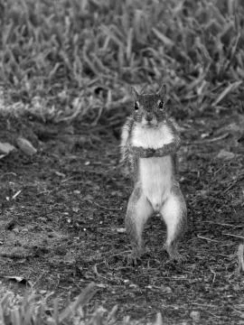 Upright Staring Squirrel Expressive Look on Face in Black and White Foto stock