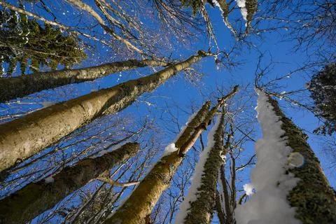 Upright view of pine trees filled with snow before Christmas with beautiful s Stock Photos