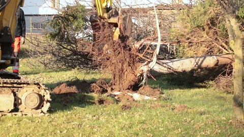 Uproot a tree with machine Stock Footage 99649099