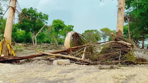 Uprooted and Bent Trees on Guadalupe River After Texas Flood, Kerrville 2025 Stock Footage 312707836