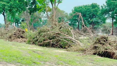 Uprooted and Bent Trees on Guadalupe River After Texas Flood, Kerrville 2025 Stock Footage 312708916