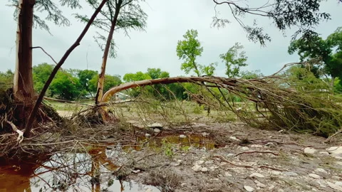 Uprooted and Bent Trees on Guadalupe River After Texas Flood, Kerrville 2025 Stock Footage 312747199