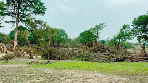 Uprooted and Bent Trees on Guadalupe River After Texas Flood, Kerrville 2025 Stock Footage 312747536