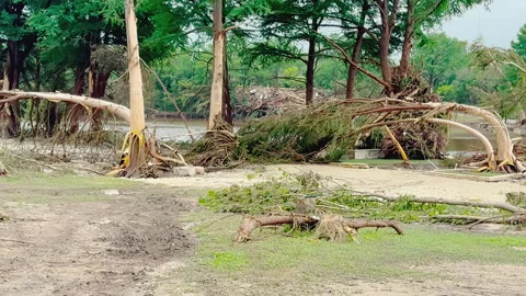 Uprooted and Bent Trees on Guadalupe River After Texas Flood, Kerrville 2025 Stock Footage 312747550