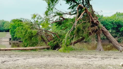 Uprooted and Bent Trees on Guadalupe River After Texas Flood, Kerrville 2025 Stock Footage 312750065