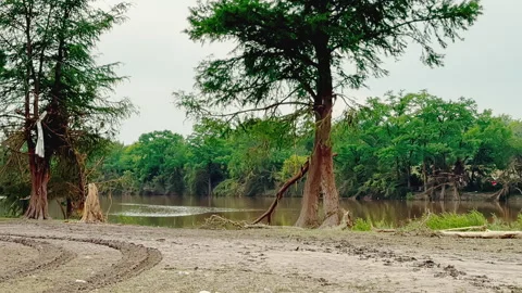 Uprooted and Bent Trees on Guadalupe River After Texas Flood, Kerrville 2025 Stock Footage 312750171