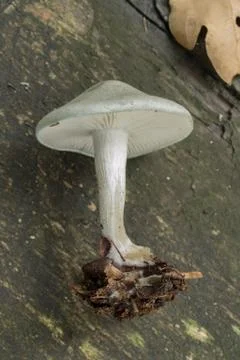 An uprooted aniseed toadstool. Stock Photos