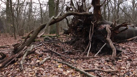Uprooted big tree after the storm Stock Footage 120649436