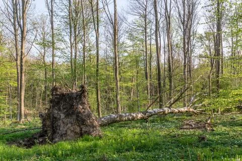 Uprooted birch tree Stock Photos