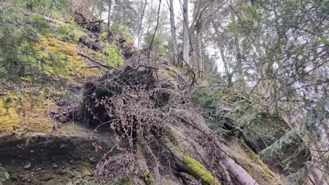 Uprooted broken down tree in the forest 스톡 동영상 335123156