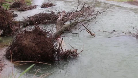 Uprooted dead tree lying on calm flowing water. Uprooted tree in the river Stock Footage 152972262