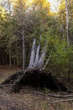 Uprooted evergreen tree fallen along forest hiking trail Stock Photos
