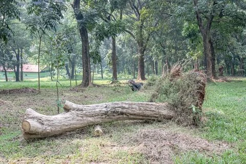 Uprooted Fallen Tree with Exposed Roots in Green Woodland Stock Photos