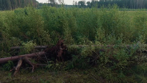 Uprooted fallen trees in dense green forest clearing with young birch growth and Stock Footage 345527904