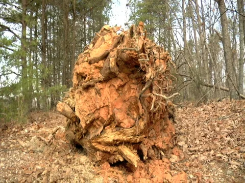 Uprooted Vídeos de archivo 309965