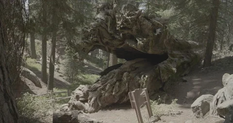 Uprooted Giant Sequoia Tree Stock Footage 168952034