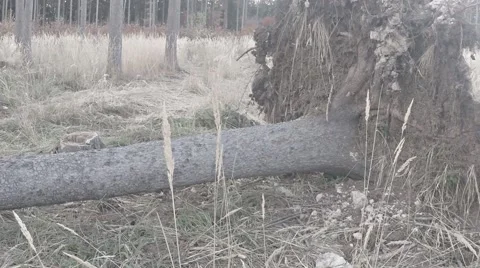 Uprooted large tree on the groung with a rootstock Stock Footage 57364323