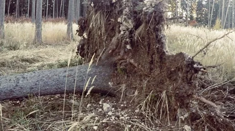 Uprooted large tree on the groung with a rootstock Stock Footage 57364957