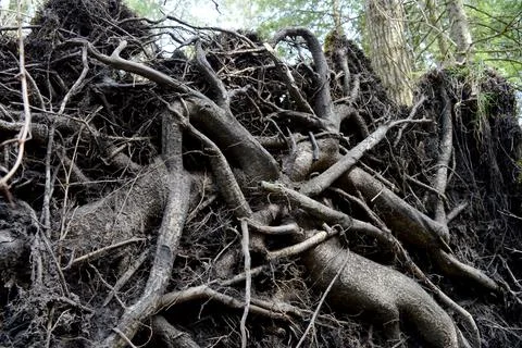 Uprooted Large Tree Stock Photos