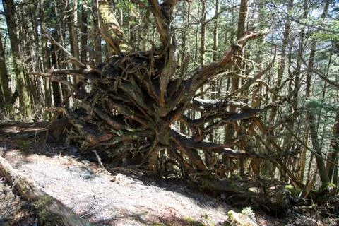 Uprooted Stock Photos