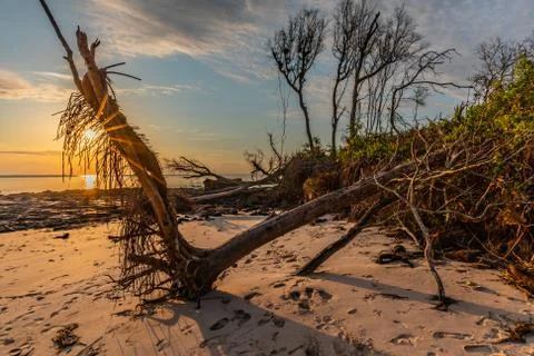 Uprooted 写真素材