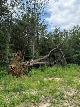 Uprooted Pine Tree After Tornado Stock Photos