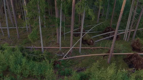 Uprooted pine trees and fallen trunks scattered across dense forest floor after Stock Footage 345535117